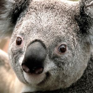 Meet your Posher, Liesl